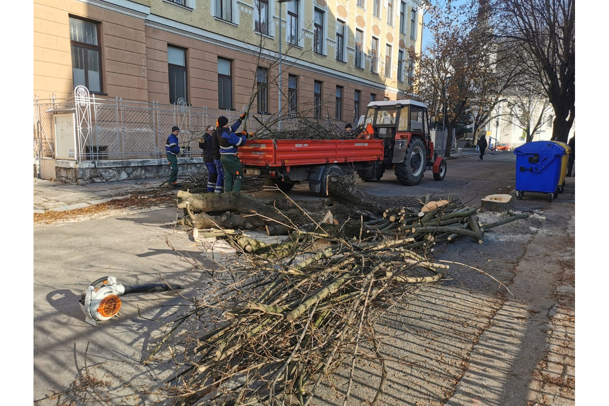 FOTO: Choré javory na Ulici 1. mája v Trenčíne museli odstrániť. Boli napadnuté hubou, ktorá spôsobuje rakovinu kôry, foto 7