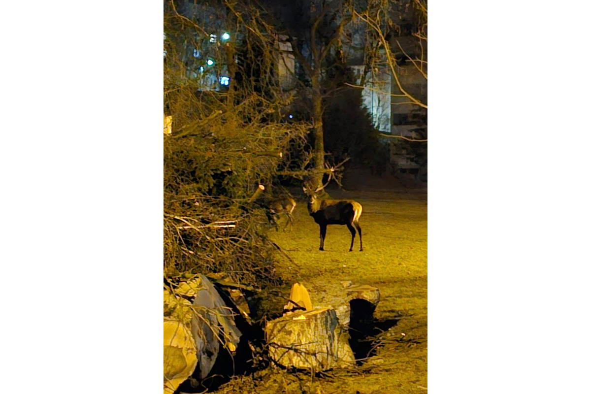 FOTO: Štvornohá návšteva Trenčianskych Teplíc počas noci. Okoloidúcim vyčarili úsmev na perách, foto 3