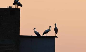 FOTO: Trenčanom sa podarilo spraviť nádherné fotografie bocianov na sídlisku 